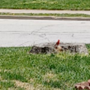 Meet your Posher, Lance